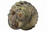 Bumpy Enrolled Morocops (Phacops) Trilobite #86435-2